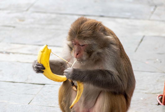 Als een aap die zijn banaan zoekt!