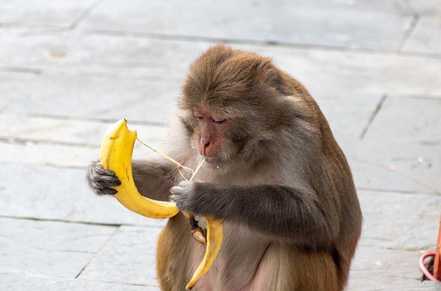 Call-to-actions & bananen